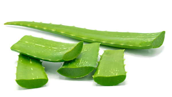aloe1